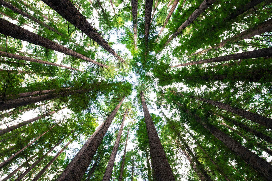 Você sabe a diferença entre manejo florestal e reflorestamento?